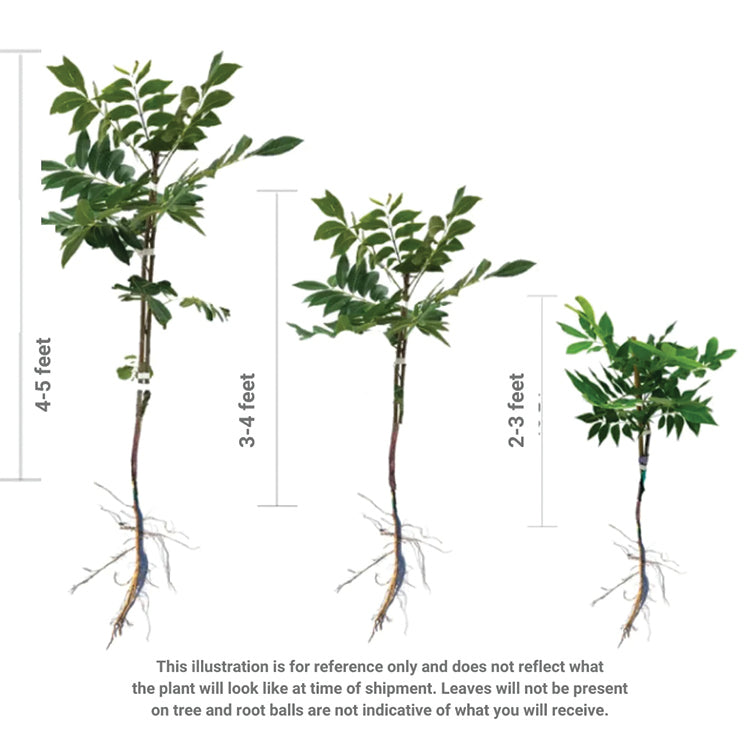 LARGE BARE ROOT JOHNNY APPLESEED AUTHENTIC™ APPLE TREE