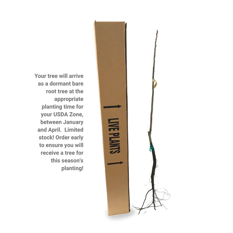 LARGE BARE ROOT JOHNNY APPLESEED AUTHENTIC™ APPLE TREE