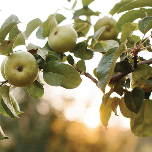 LARGE BARE ROOT JOHNNY APPLESEED AUTHENTIC™ APPLE TREE